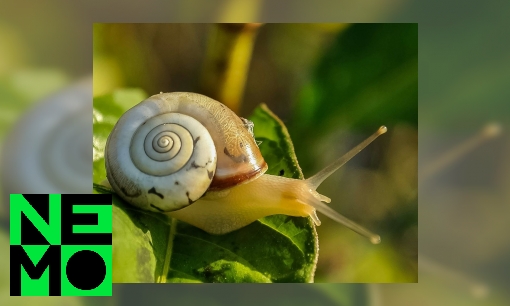 Plaatje Hoe eet een slak?