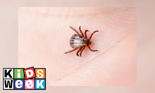 Plaatje Klein maar niet zo fijn: zo bescherm je jezelf tegen tekenbeten
