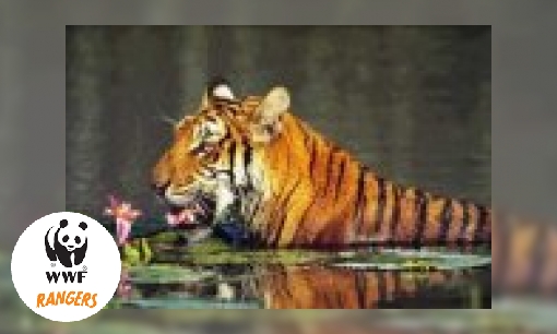 Plaatje Infoblad de tijger
