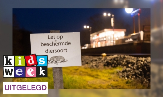 Plaatje Dit gebeurt er met dassen onder het spoor