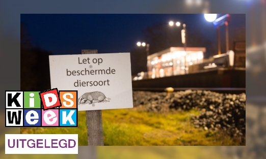 Plaatje Dit gebeurt er met dassen onder het spoor