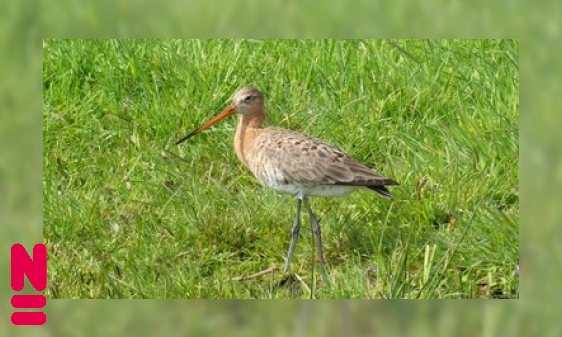 Weidevogels op stelten