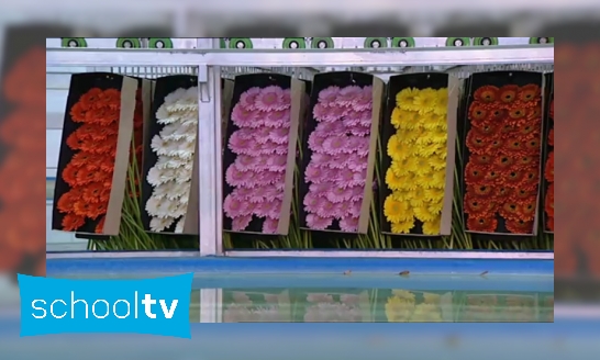 Plaatje Hoe worden gerbera’s gekweekt?