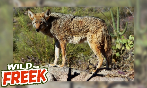 Plaatje Coyote