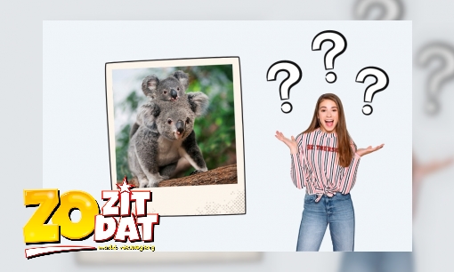 Plaatje Hoe gaat het met koala’s die zijn gered uit een bosbrand?