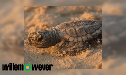 Plaatje Waarom begraven schildpadden hun eieren in het zand?