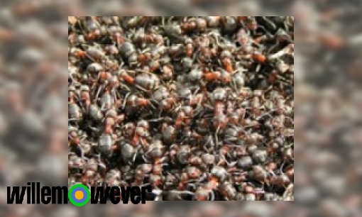 Plaatje Hoe kan het dat een hele mierenkolonie dood gaat als de koningin dood gaat?