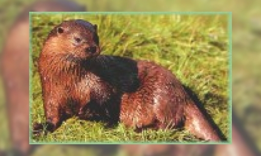 Plaatje Otters