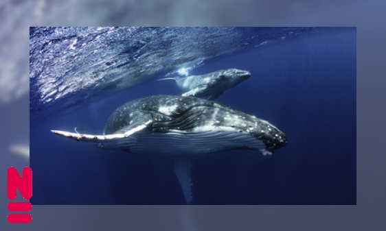 Plaatje Geheimen van de baleinwalvis