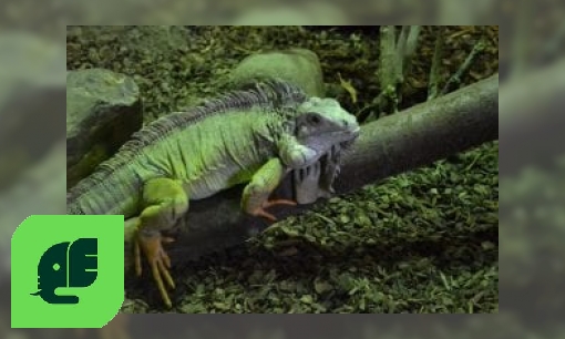 Plaatje Groene leguaan