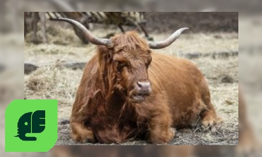 Schotse hooglander