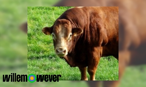 Plaatje Waarom rent een stier achter een rode doek aan?