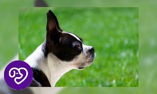 Plaatje Boston terriër
