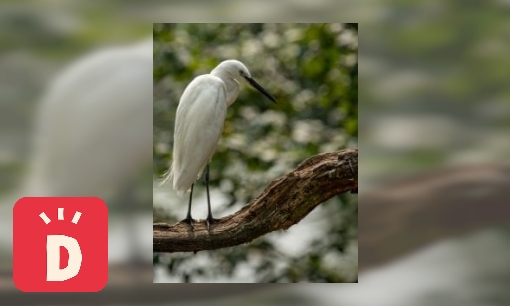 Plaatje Kleine zilverreiger