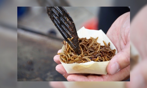 Plaatje Insecten eten, waarom eigenlijk niet?