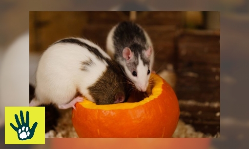 Plaatje Spreekbeurt over ratten