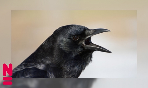 Plaatje Wat vogels elkaar toeroepen