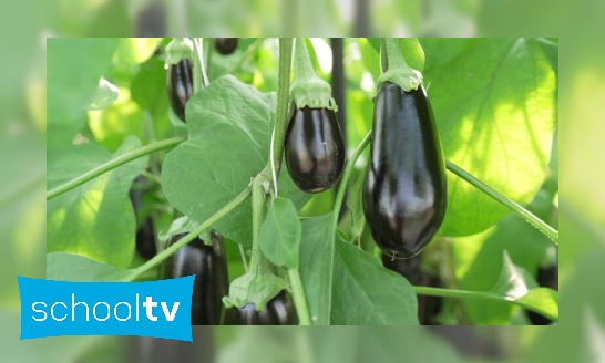 Hoe worden aubergines gekweekt?