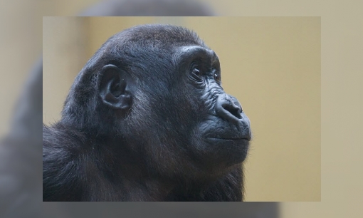 Plaatje Westelijke laaglandgorilla