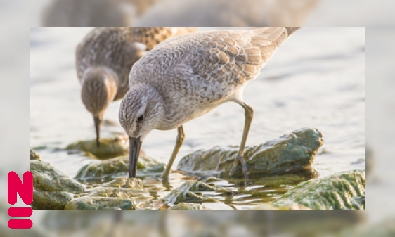 Help! De kanoetvogel in de problemen