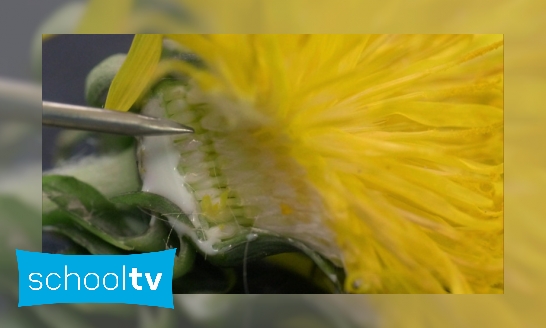 Plaatje Hoe veranderen paardenbloemen in pluizenbollen?