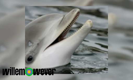 Plaatje Kunnen dolfijnen de mensen horen praten?
