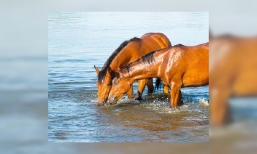 Plaatje Bestaan er een-eiïge tweeling dieren?