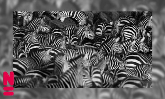 Plaatje Waarom hebben zebra’s strepen?