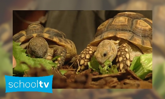 Plaatje Kan een schildpad zonder schild?