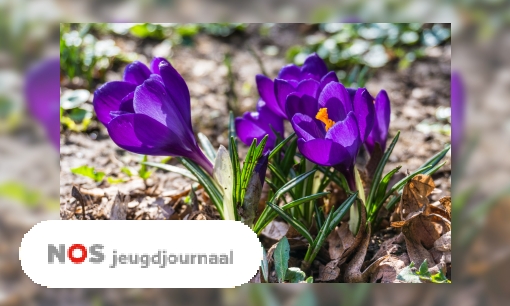 Plaatje Drie lentevragen