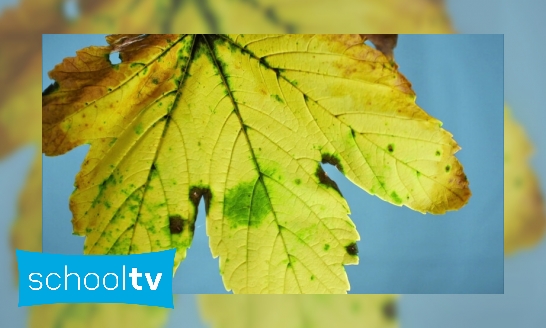 Waarom veranderen bladeren in de herfst van kleur?