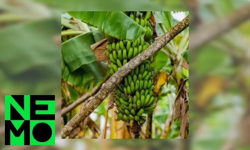 Plaatje Waarom zijn de bananen krom?
