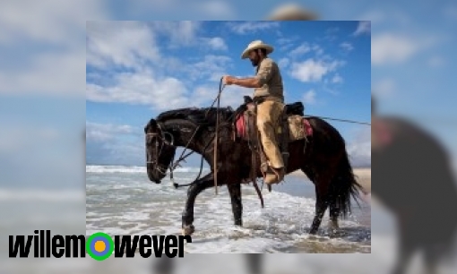 Waarom rijden mensen op paarden en niet op bijvoorbeeld een koe?