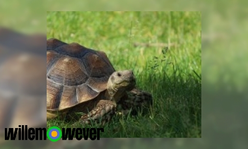 Plaatje Waarom lopen schildpadden zo langzaam?