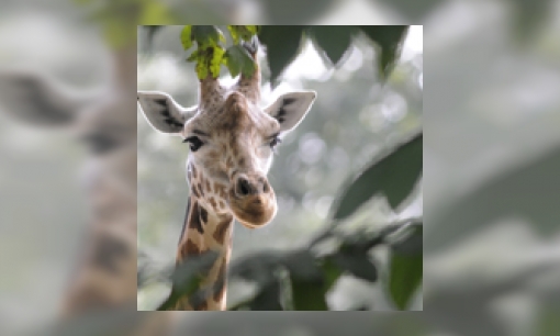 Plaatje Giraffe