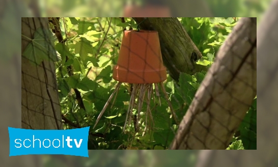 Plaatje Hoe voorkom je onkruid en ongedierte in je moestuin?