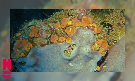 Plaatje Zakpijpen: sluipmoordenaars van koraal?