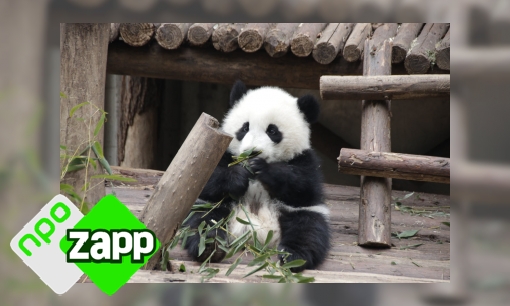Plaatje Waku Waku weetjes over de reuzenpanda