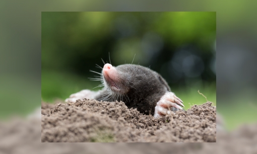 Plaatje Spreekbeurt over mollen