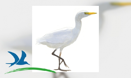 Koereiger