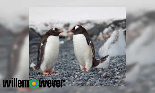 Plaatje Hebben pinguïns nu veren of een vacht?