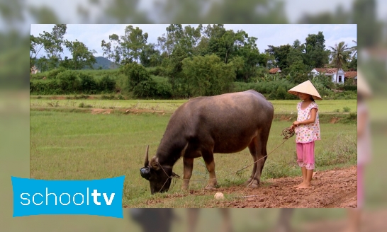 Plaatje Vietnam