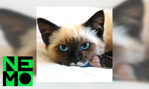 Plaatje Hoe oud kunnen katten worden?