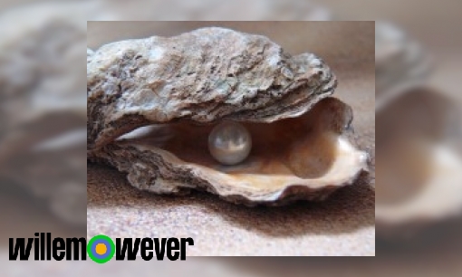 Plaatje Hoe komen parels in een oester?
