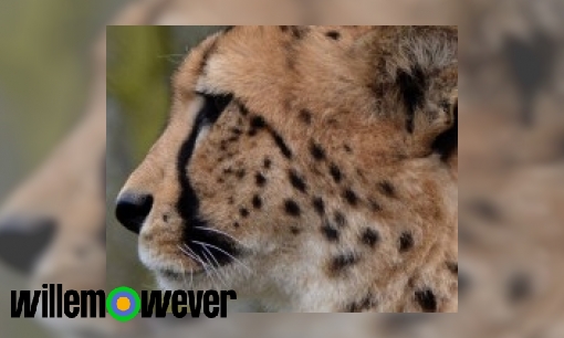 Hoe kan het dat een cheetah zo hard kan rennen?