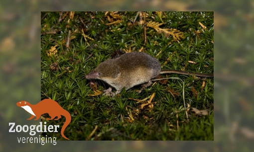 Plaatje Tweekleurige bosspitsmuis
