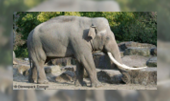 Plaatje Aziatische olifant