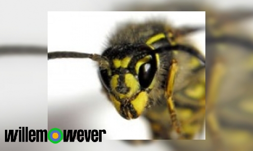 Plaatje Waarom krijgen mensen een allergische reactie na een wespensteek?