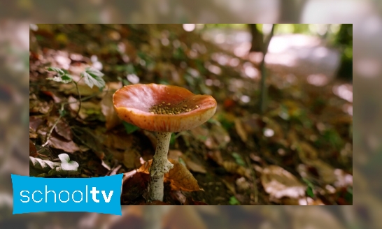 Waar komen paddenstoelen vandaan?