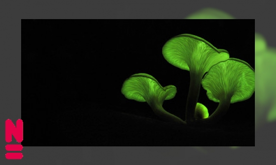 Plaatje Oplichters in de natuur